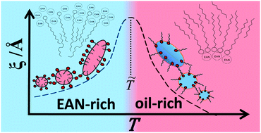 Graphical abstract: Microstructure of ionic liquid (EAN)-rich and oil-rich microemulsions studied by SANS