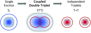Graphical abstract: Coupled double triplet state in singlet fission