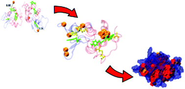 Graphical abstract: Critical role of tyrosine-20 in formation of gold nanoclusters within lysozyme: a molecular dynamics study