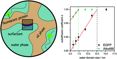 Graphical abstract: Dynamics of proteins confined in non-ionic bicontinuous microemulsions: a FCS study