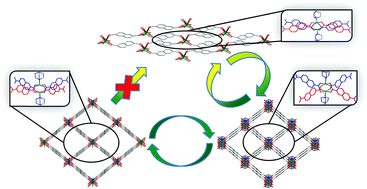 Graphical abstract: Conformational isomerism controls collective flexibility in metal–organic framework DUT-8(Ni)