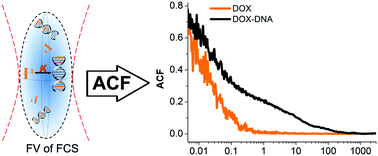 Graphical abstract: Fluorescence correlation spectroscopy for multiple-site equilibrium binding: a case of doxorubicin–DNA interaction