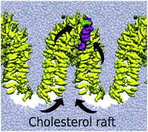 Graphical abstract: Transmembrane domain dimerization induces cholesterol rafts in curved lipid bilayers