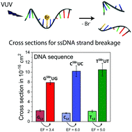 Graphical abstract: Vacuum-UV induced DNA strand breaks – influence of the radiosensitizers 5-bromouracil and 8-bromoadenine