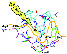 Graphical abstract: Non-covalent complexes of the peptide fragment Gly-Asn-Asn-Gln-Gln-Asn-Tyr in the gas-phase. Photodissociative cross-linking, Born–Oppenheimer molecular dynamics, and ab initio computational binding study