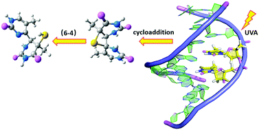 Graphical abstract: Theoretical studies on photo-induced cycloaddition and (6-4) reactions of the thymidine:4-thiothymidine dimer in a DNA duplex