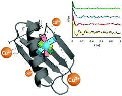 Graphical abstract: Efficient localization of a native metal ion within a protein by Cu2+-based EPR distance measurements