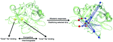 Graphical abstract: Na+-binding modes involved in thrombin's allosteric response as revealed by molecular dynamics simulations, correlation networks and Markov modeling