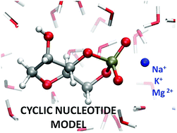 Graphical abstract: Interactions between cyclic nucleotides and common cations: an ab initio molecular dynamics study