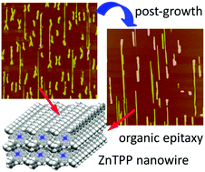 Graphical abstract: Control of post-growth processes for the selection of metallo-tetraphenylporphyrin nanowires