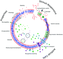 Graphical abstract: Liposomes and polymersomes: a comparative review towards cell mimicking