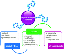 Graphical abstract: Antimicrobial glycoconjugate vaccines: an overview of classic and modern approaches for protein modification