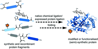 Graphical abstract: Native chemical ligation in protein synthesis and semi-synthesis