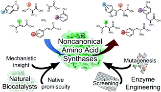 Graphical abstract: Engineering enzymes for noncanonical amino acid synthesis