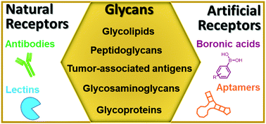 Graphical abstract: The challenges of glycan recognition with natural and artificial receptors