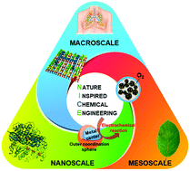 Graphical abstract: Nature-inspired electrocatalysts and devices for energy conversion