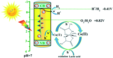 Graphical abstract: Cobalt lactate complex as a hole cocatalyst for significantly enhanced photocatalytic H2 production activity over CdS nanorods