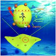 Graphical abstract: Self-modification of g-C3N4 with its quantum dots for enhanced photocatalytic activity