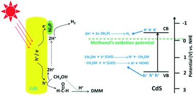 Graphical abstract: Visible light-driven methanol dehydrogenation and conversion into 1,1-dimethoxymethane over a non-noble metal photocatalyst under acidic conditions