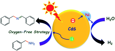 Graphical abstract: Enhanced visible light photocatalytic non-oxygen coupling of amines to imines integrated with hydrogen production over Ni/CdS nanoparticles