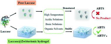 Graphical abstract: Encapsulation of laccase within zwitterionic poly-carboxybetaine hydrogels for improved activity and stability