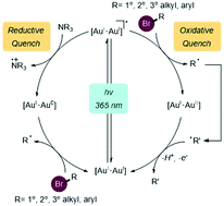 Graphical abstract: Recent advances in mono and binuclear gold photoredox catalysis