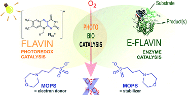 Graphical abstract: Morpholine-based buffers activate aerobic photobiocatalysis via spin correlated ion pair formation