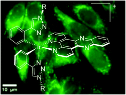 Graphical abstract: Mitochondria-localising DNA-binding biscyclometalated phenyltriazole iridium(iii) dipyridophenazene complexes: syntheses and cellular imaging properties