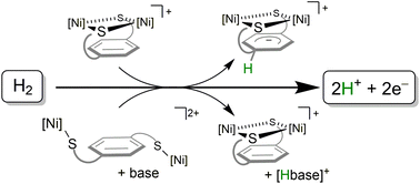 Graphical abstract: Reactant or reagent? Oxidation of H2 at electronically distinct nickel-thiolate sites [Ni2(μ-SR)2]+ and [Ni–SR]+
