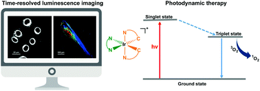 Graphical abstract: Phosphorescent iridium(iii) complexes: a versatile tool for biosensing and photodynamic therapy