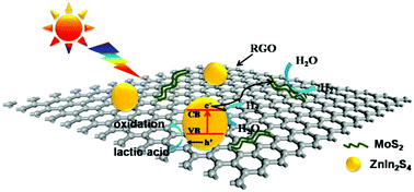 Graphical abstract: Constructing a ZnIn2S4 nanoparticle/MoS2-RGO nanosheet 0D/2D heterojunction for significantly enhanced visible-light photocatalytic H2 production