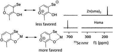 Graphical abstract: Synthesis of first row transition metal selenomaltol complexes
