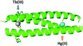 Graphical abstract: pH dependent binding in de novo hetero bimetallic coiled coils