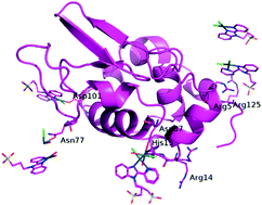 Graphical abstract: Exploring the interactions between model proteins and Pd(ii) or Pt(ii) compounds bearing charged N,N-pyridylbenzimidazole bidentate ligands by X-ray crystallography