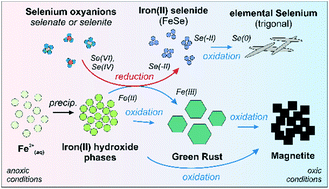 Graphical abstract: Retention and multiphase transformation of selenium oxyanions during the formation of magnetite via iron(ii) hydroxide and green rust