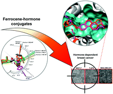 Graphical abstract: Synthesis, structure, docking and cytotoxic studies of ferrocene–hormone conjugates for hormone-dependent breast cancer application