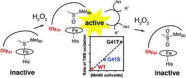 Graphical abstract: The proportion of Met80-sulfoxide dictates peroxidase activity of human cytochrome c