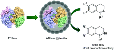Graphical abstract: Ferritin encapsulation of artificial metalloenzymes: engineering a tertiary coordination sphere for an artificial transfer hydrogenase