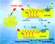 Graphical abstract: Noble metal-free 0D–1D NiSx/CdS nanocomposites toward highly efficient photocatalytic contamination removal and hydrogen evolution under visible light