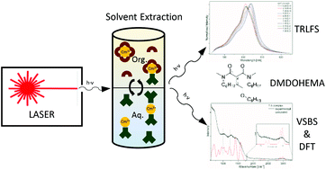 Graphical abstract: Stoichiometry of An(iii)–DMDOHEMA complexes formed during solvent extraction
