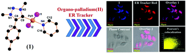 Graphical abstract: A novel mesoionic carbene based highly fluorescent Pd(ii) complex as an endoplasmic reticulum tracker in live cells