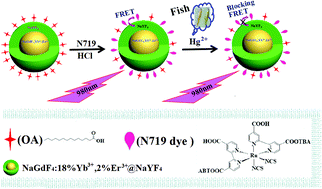 Graphical abstract: Upconversion core/shell nanoparticles with lowered surface quenching for fluorescence detection of Hg2+ ions