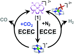 Graphical abstract: Spectroelectrochemical investigations of nickel cyclam indicate different reaction mechanisms for electrocatalytic CO2 and H+ reduction