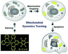 Graphical abstract: Tracking mitochondrial dynamics during apoptosis with phosphorescent fluorinated iridium(iii) complexes