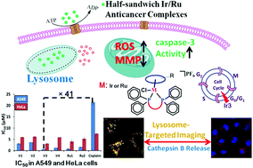 Graphical abstract: Highly potent half-sandwich iridium and ruthenium complexes as lysosome-targeted imaging and anticancer agents