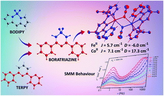 Graphical abstract: Ferromagnetically coupled dinuclear MII complexes based on a boratriazine ligand framework