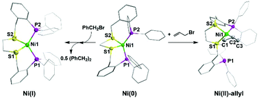Graphical abstract: Reactivity of the diphosphinodithio ligated nickel(0) complex toward alkyl halides and resultant nickel(i) and nickel(ii)–alkyl complexes