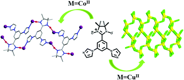 Graphical abstract: A loop chain and a three-dimensional network assembled from a multi-dentate nitronyl nitroxide radical and M(hfac)2 (M = CoII, CuII)