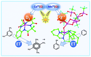 Graphical abstract: Photoexcited state chemistry of metal–oxygen complexes