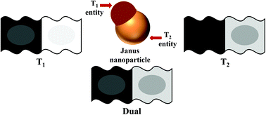 Graphical abstract: Janus nanoparticles for contrast enhancement of T1–T2 dual mode magnetic resonance imaging